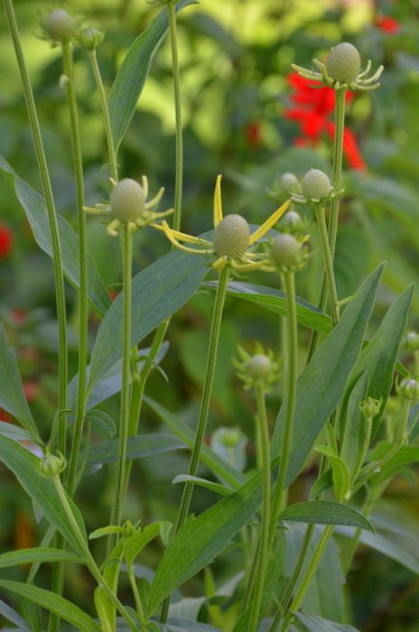 Ratibida pinnata